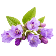 Allantoin