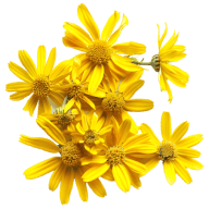 Arnica